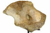 Hadrosaur (Edmontosaurus) Coracoid Bone With Stand - Montana #176376-2